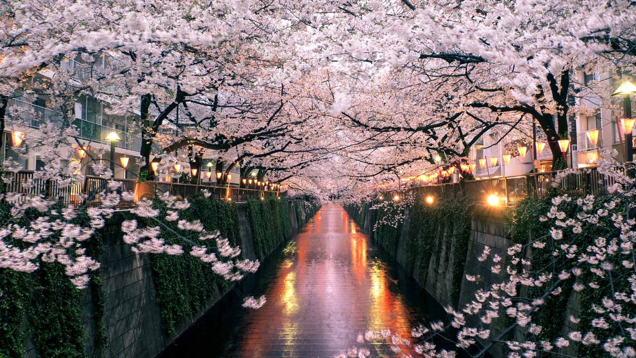 Cherry blossoms over the Meguro River, Tokyo, Japan (© taketan/Getty Images) desktop wallpaper