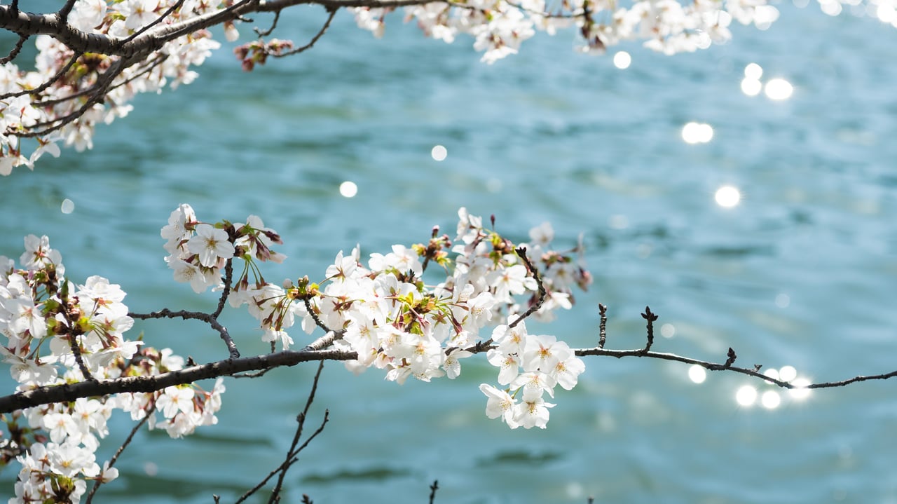 「川辺の桜」 大阪府 (© Bongsub Kim/offset by shutterstock) desktop wallpaper