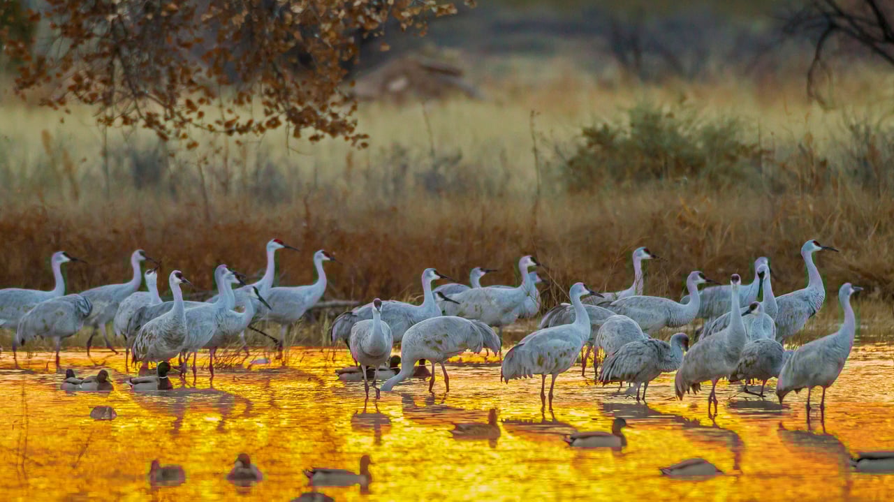 Sandhill cranes and mallard ducks, Bosque del Apache National Wildlife Refuge, New Mexico (© Cathy & Gordon Illg/Jaynes Gallery/DanitaDelimont.com) desktop wallpaper