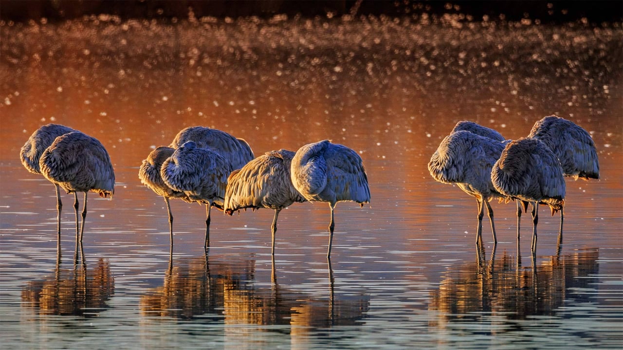 カナダヅル, 米国 ニューメキシコ州 (© Jay Goodrich/Tandem Stills + Motion) desktop wallpaper