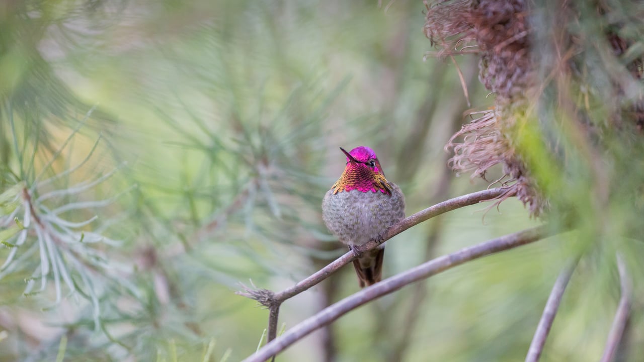 Anna's hummingbird, Santa Cruz, California (© yhelfman/Getty Images) desktop wallpaper