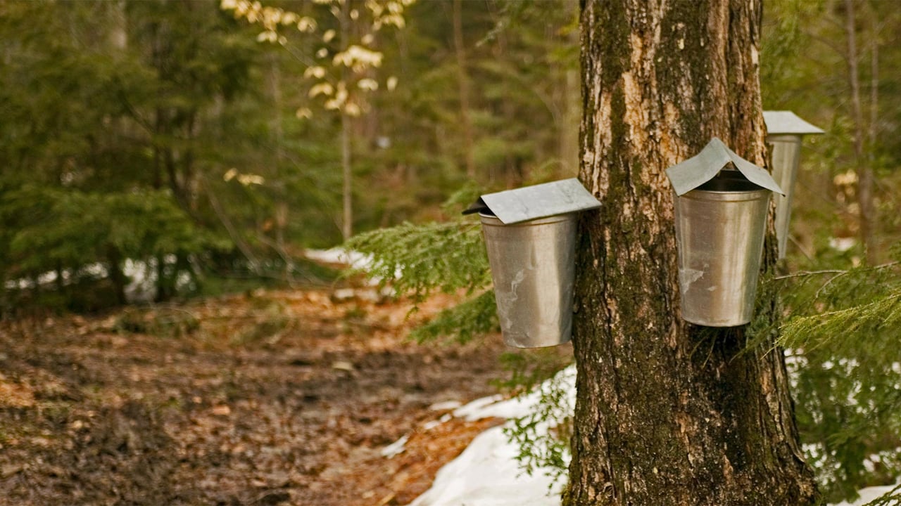 Sap-collecting buckets in Brome-Missisquoi, Quebec, Canada (© Roderick Chen/SuperStock) desktop wallpaper