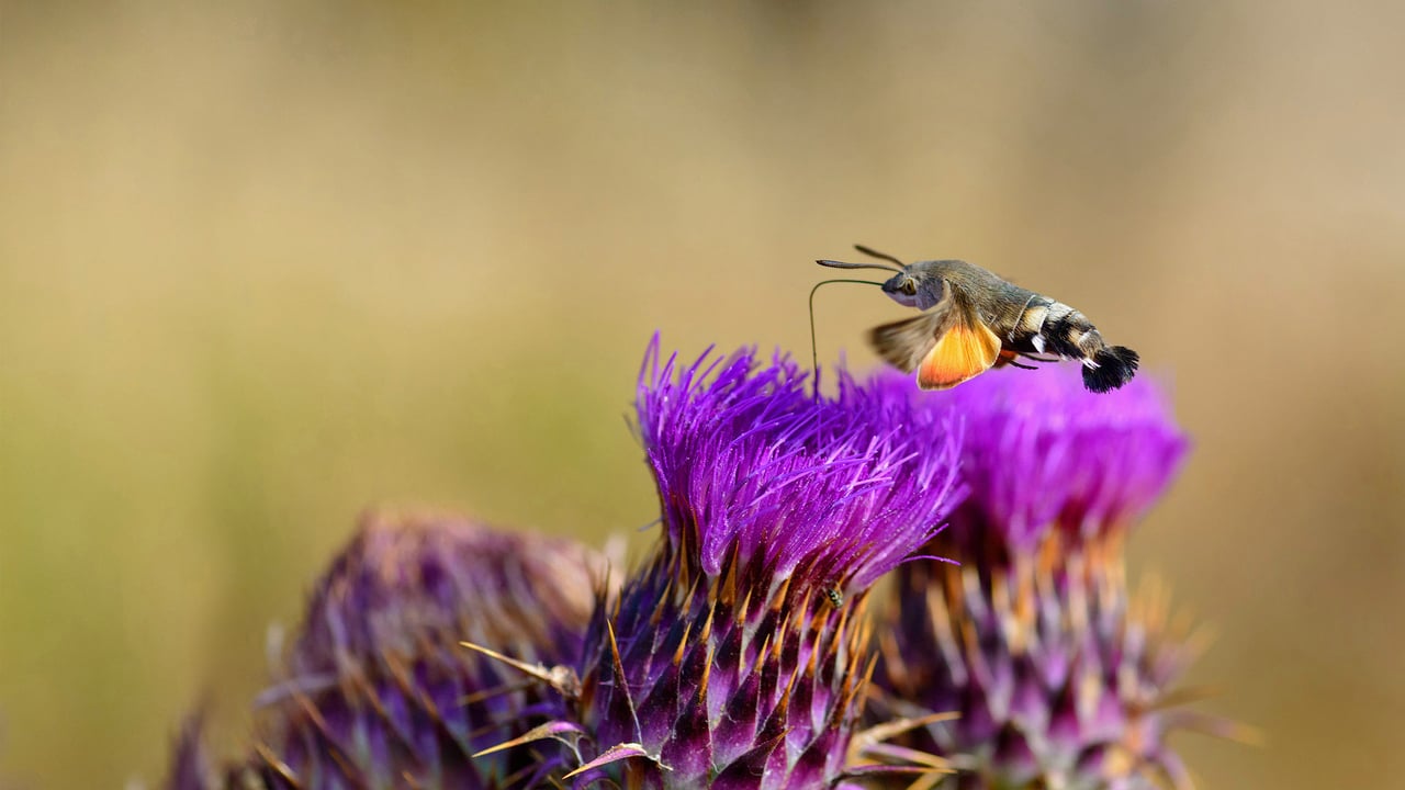 Hummingbird hawk-moth feeding on flower, Sardinia, Italy (© patriziomartorana/iStock/Getty Images Plus) desktop wallpaper