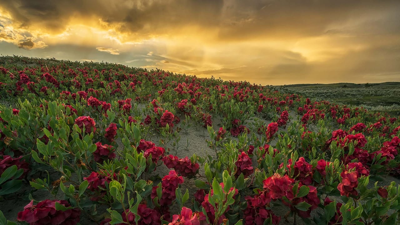 Sunset over the Great Sandhills, Saskatchewan, Canada (© Robert Postma/plainpicture) desktop wallpaper