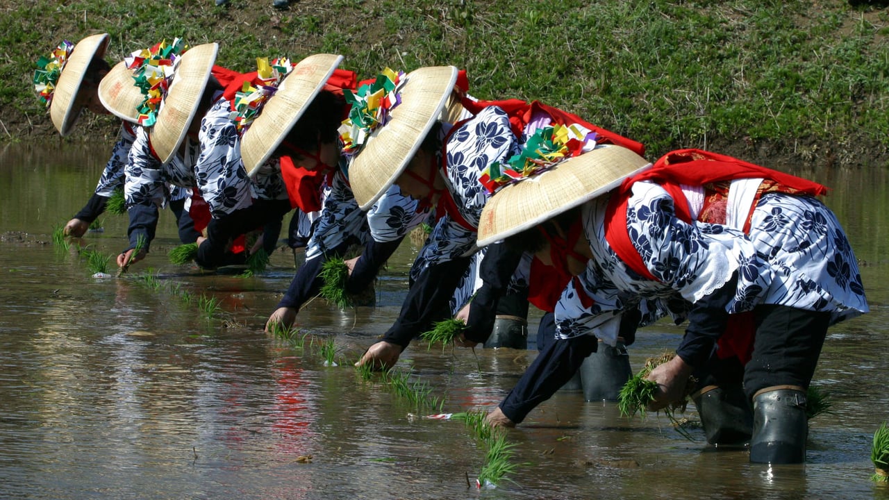 香取神宮の田植え祭, 千葉県 香取市 (© Junko Kimura/特派員/Getty Images) desktop wallpaper