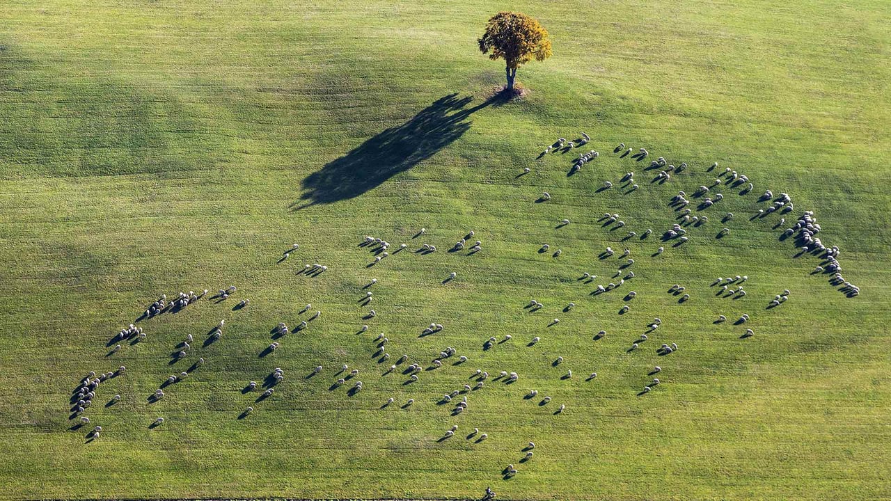 Sheep grazing near Ennabeuren, Heroldstatt, Baden-Wuerttemberg, Germany (© Arnulf Hettrich/Getty Images) desktop wallpaper