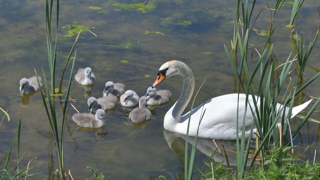 Schwan mit Küken, Aischgrund, Franken, Bayern (© Rüdiger Hess/geo-select FotoArt) desktop wallpaper
