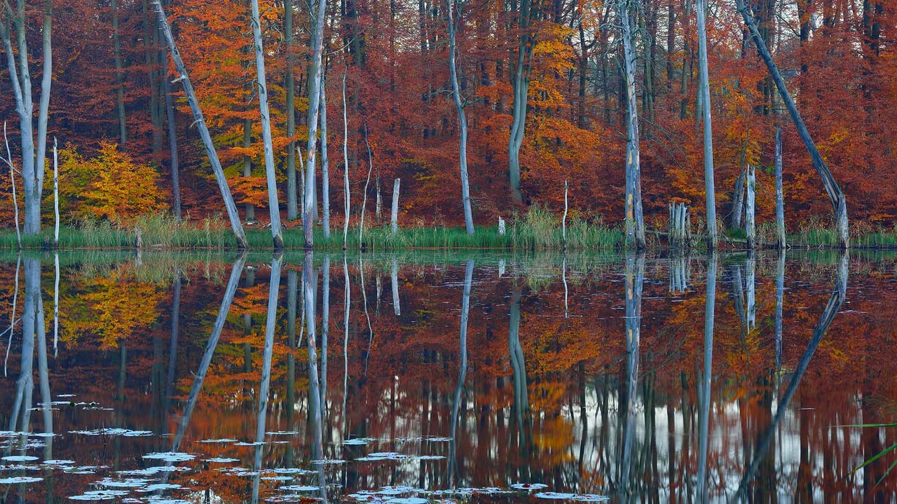 Rotbuchen und Kiefern spiegeln sich im Schweingartensee bei Carpin, Mecklenburg-Vorpommern (© Sandra Bartocha/Minden Pictures) desktop wallpaper