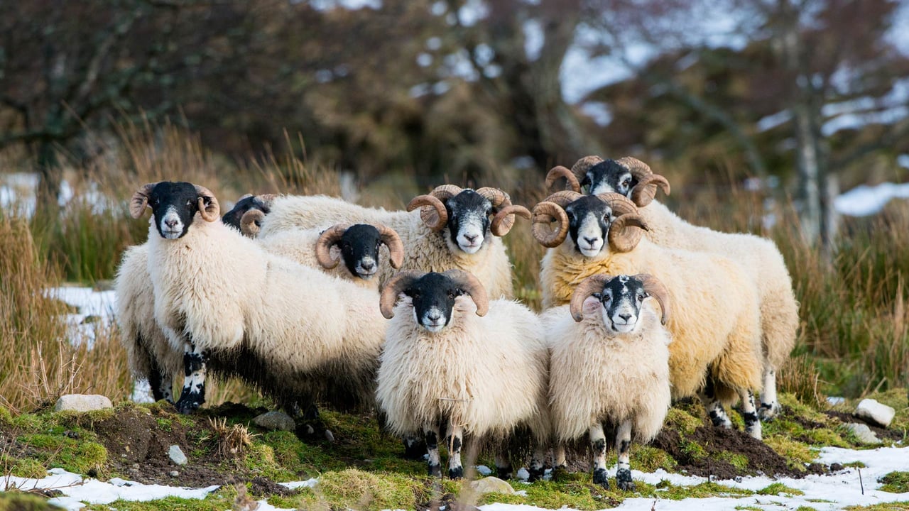 Scottish Blackface sheep, Aberdeenshire, Scotland (© Mike Powles/Getty Images) desktop wallpaper