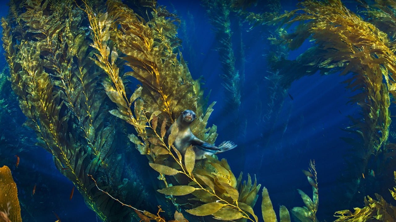 California sea lion in a forest of giant kelp near the Channel Islands of California (© Nature Picture Library/Alamy) desktop wallpaper
