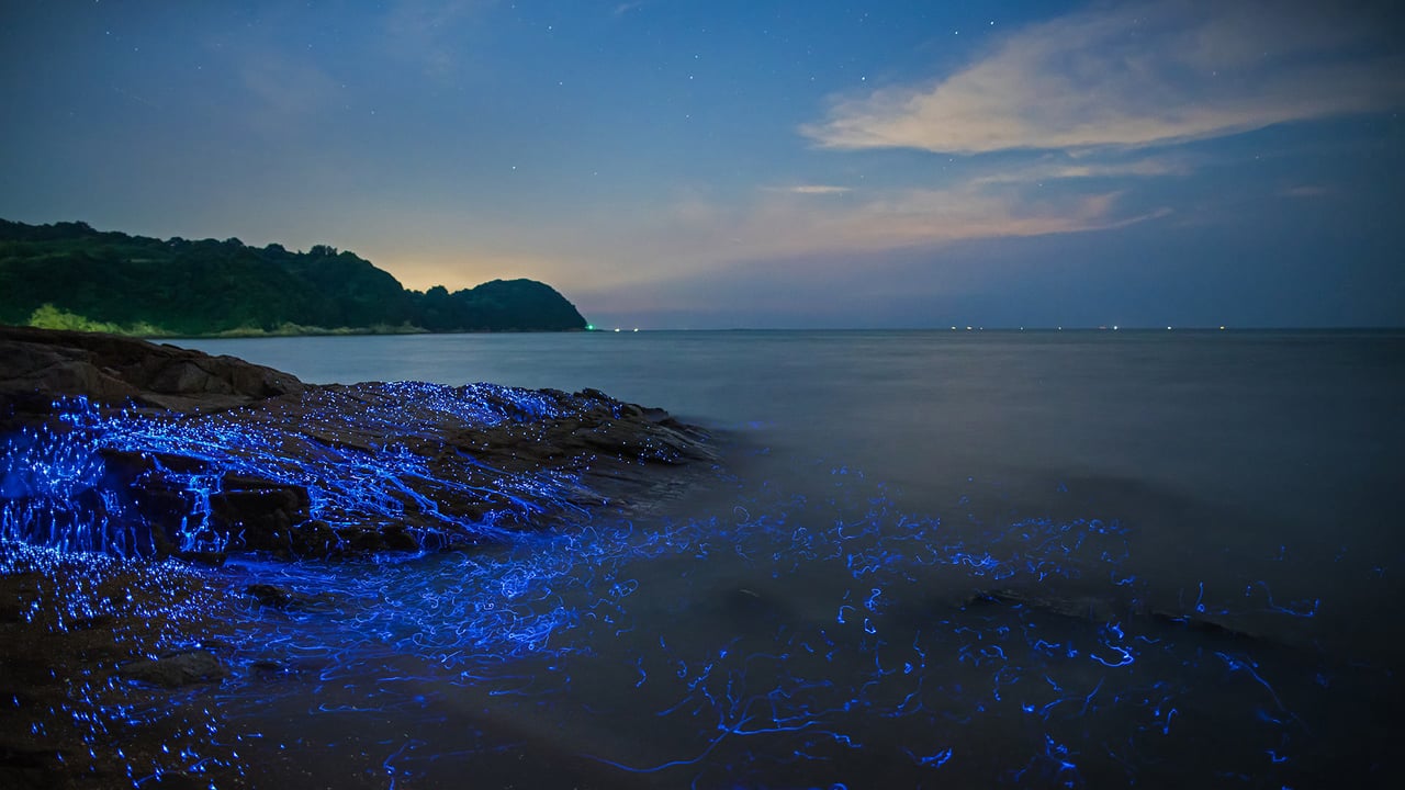 Bioluminescent sea fireflies along the shore of Okayama, Japan (© tdub_video/Getty Images) desktop wallpaper