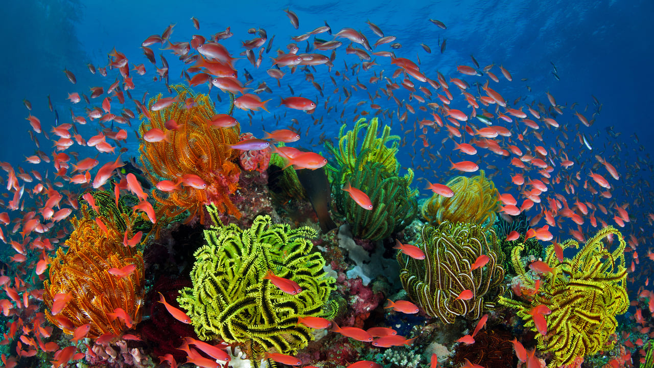 School of sea goldies with feather stars, Great Barrier Reef, Queensland, Australia (© Gary Bell/Minden Pictures) desktop wallpaper