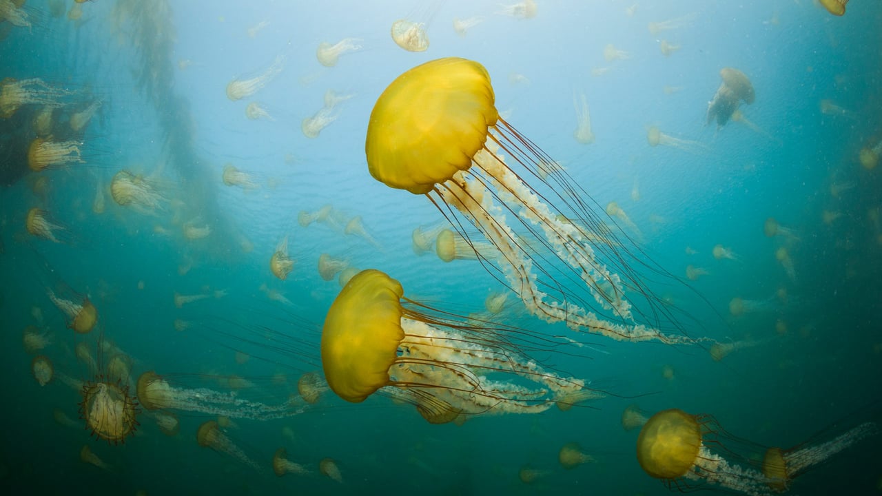 Pacific sea nettles off the coast of Carmel, California (© Jim Patterson/Tandem Stills + Motion) desktop wallpaper