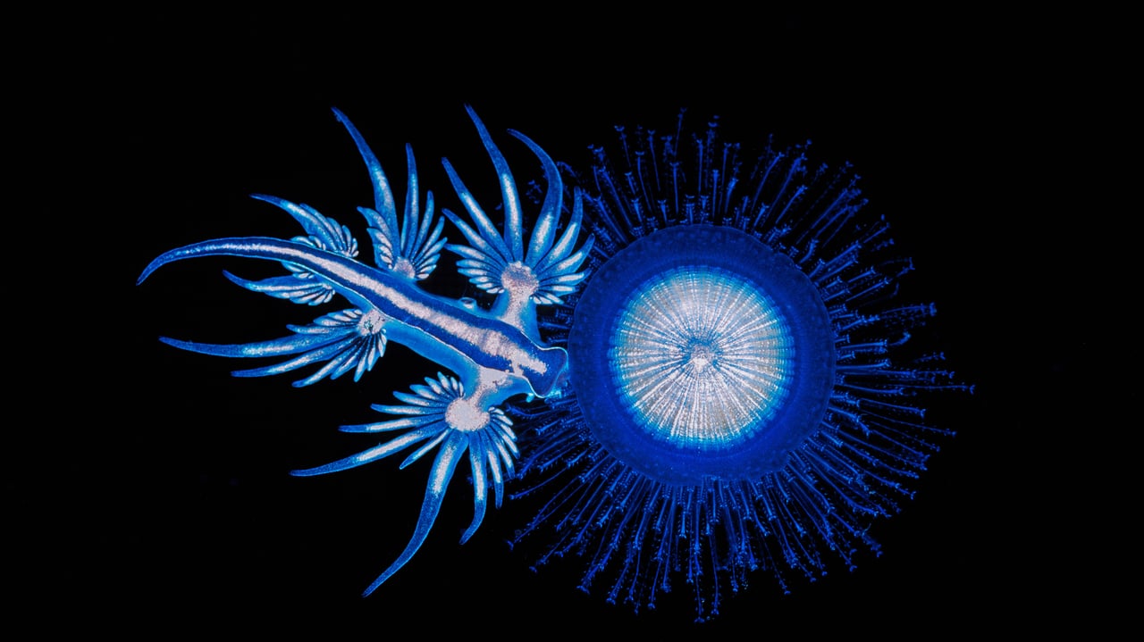 A sea swallow feeding on the tentacles of a blue button in Coffs Harbour, New South Wales, Australia (© Gary Bell/Minden Pictures) desktop wallpaper