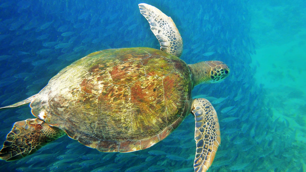 Sea turtle, Fernando de Noronha, Brazil (© João Vianna/Getty Images) desktop wallpaper