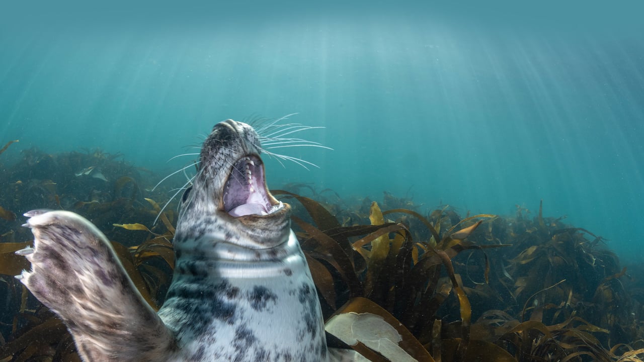 Gray seal pup, Lundy Island, England (© Henley Spiers/Minden Pictures) desktop wallpaper