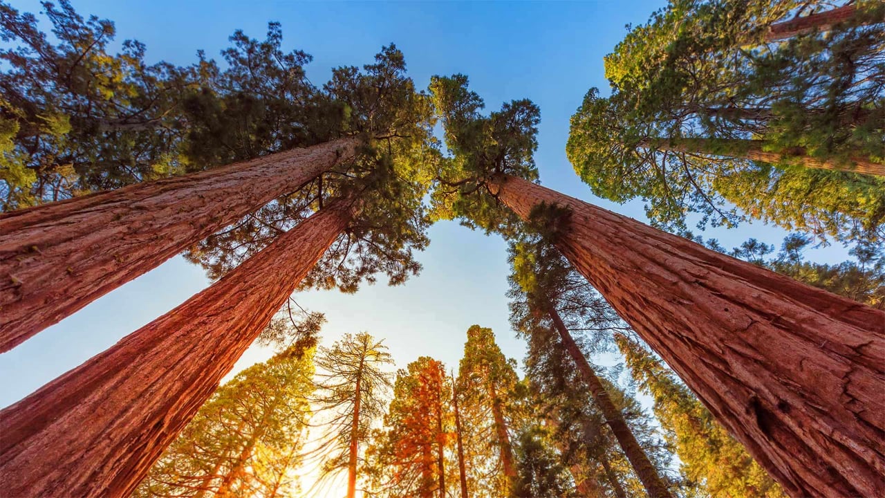 Giant sequoia trees in Sequoia and Kings Canyon National Parks, California (© lucky-photographer/Getty Images) desktop wallpaper