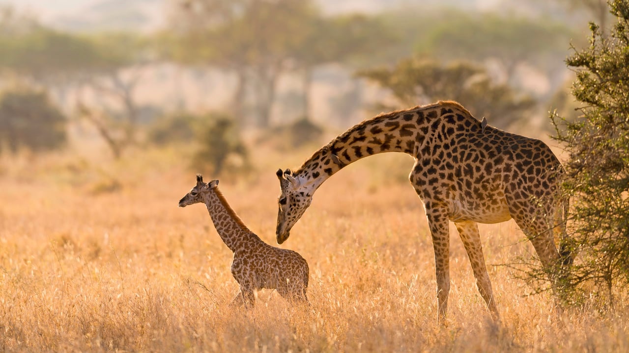 Masai giraffe mother grooming her calf in the Serengeti, Tanzania (© Alberto Cassani/Getty Images) desktop wallpaper