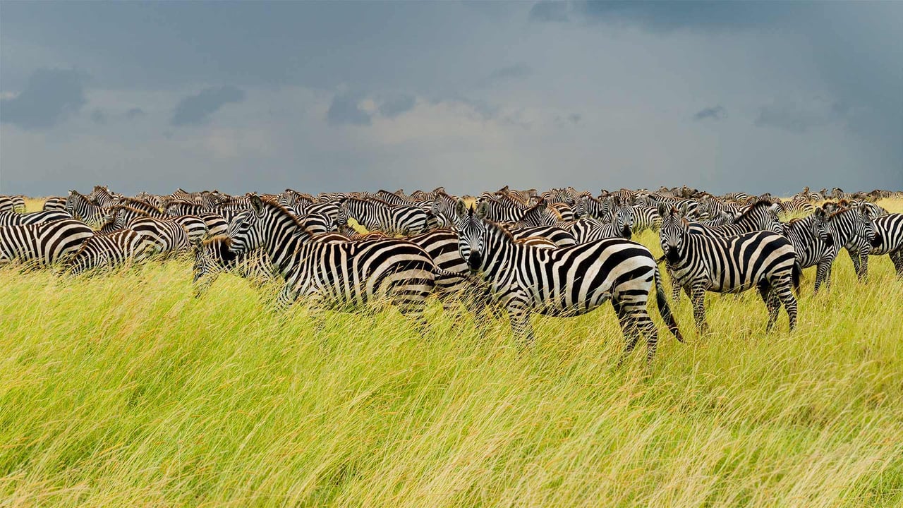 Zebras in Serengeti National Park, Tanzania (© pchoui/Getty Images) desktop wallpaper