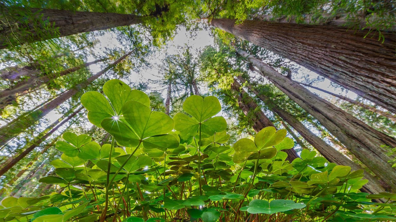 Coastal redwoods and wood sorrel, Prairie Creek Redwoods State Park, California (© Jack Dykinga/Minden Pictures) desktop wallpaper