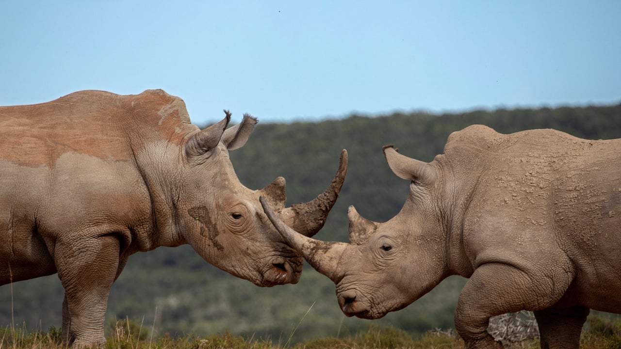 Southern white rhinoceros males, Shamwari Private Game Reserve, South Africa (© David Silverman/Getty Images) desktop wallpaper