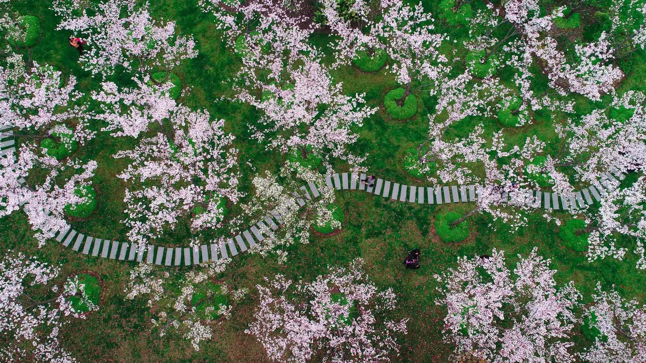 Cherry blossoms in Shanghai, China (© Yaorusheng/Getty Images) desktop wallpaper