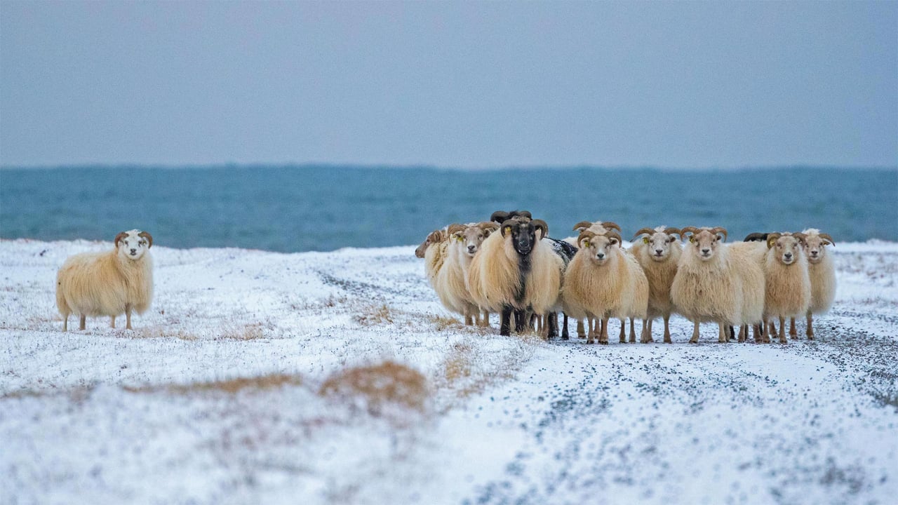 Icelandic sheep for the first night of the Yule Lads (© John Porter LRPS/Alamy) desktop wallpaper