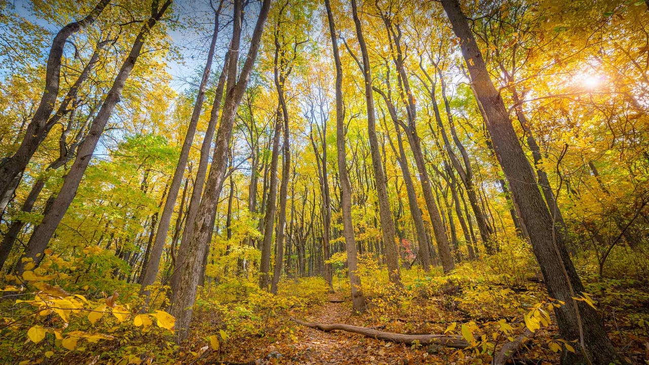 Fall colors in Shenandoah National Park, Virginia (© Michael Ver Sprill/Getty Images) desktop wallpaper