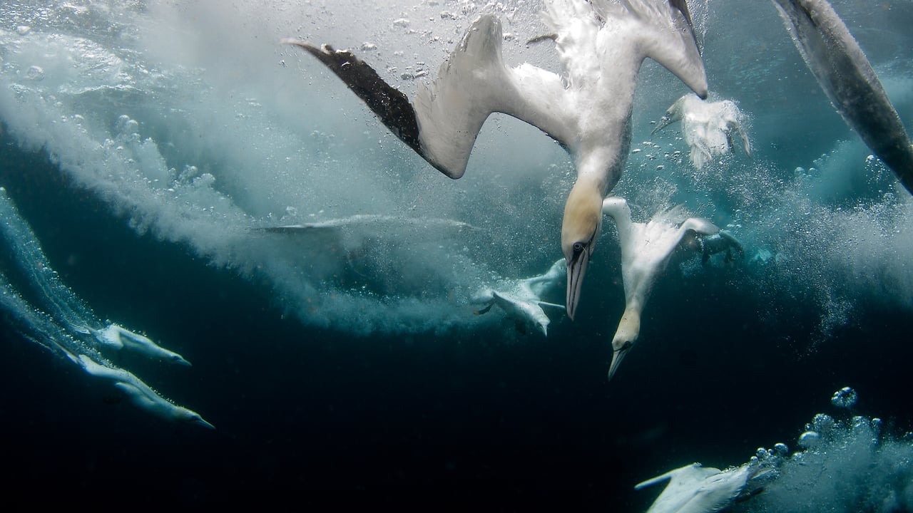 Northern gannets diving for fish, Shetland Islands, Scotland (© Richard Shucksmith/Minden Pictures) desktop wallpaper