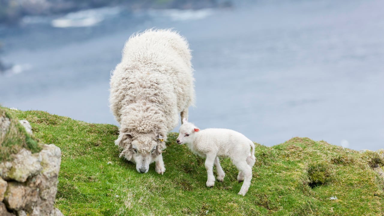 Shetland Sheep, a traditional, hardy breed of the Northern Isles in Scotland (© Martin Zwick/DanitaDelimont.com) desktop wallpaper