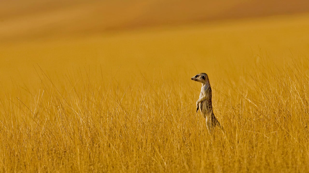 A meerkat in Namibia (© Danita Delimont/Offset by Shutterstock) desktop wallpaper