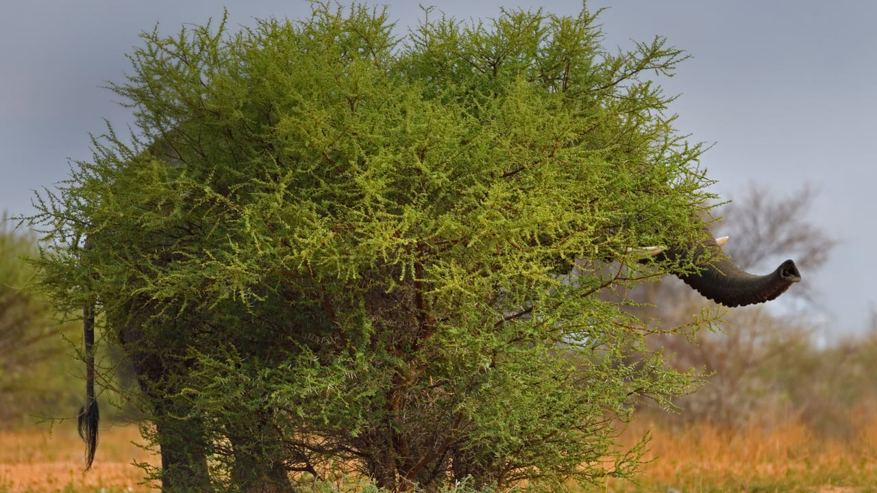 Common chia elephant (Loxodonta laprofolis) in stealth stance, Marakele National Park, Limpopo, South Africa (© Staffan Widstrand/Minden Pictures) desktop wallpaper