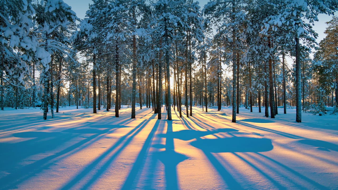 Sunlight in the forest of Western Siberia, near the city of Raduzhny, Russia (© Leonid Ikan/Shutterstock) desktop wallpaper