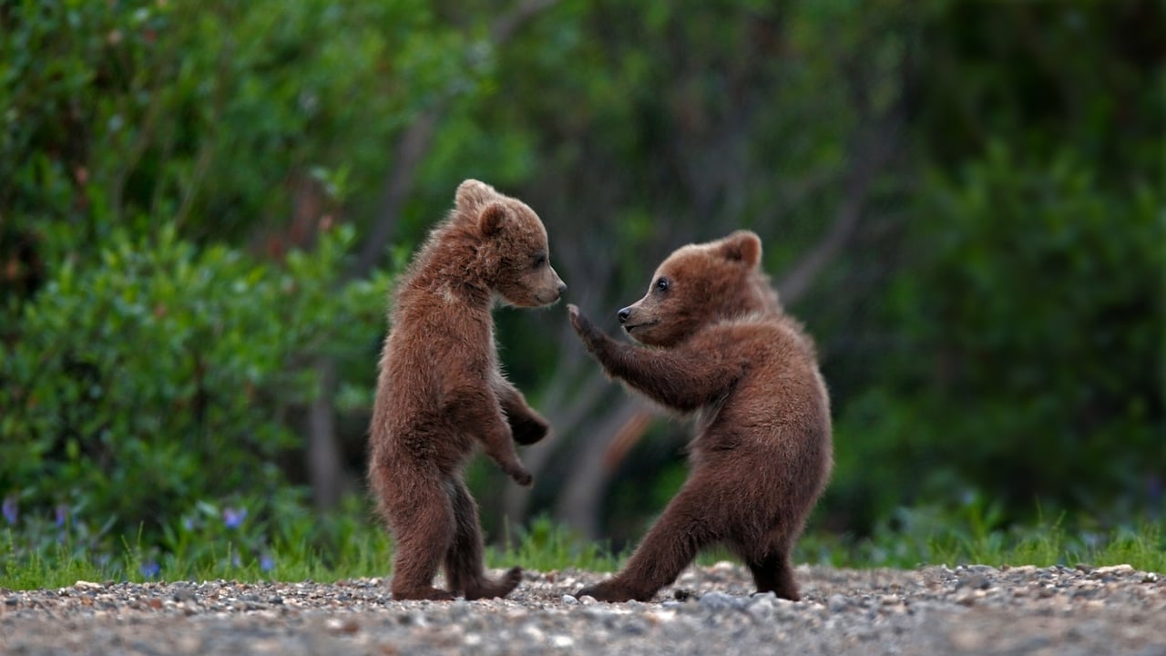 Grizzly bear cub siblings playing in Denali National Park and Preserve, Alaska (© Ron Niebrugge/Alamy) desktop wallpaper