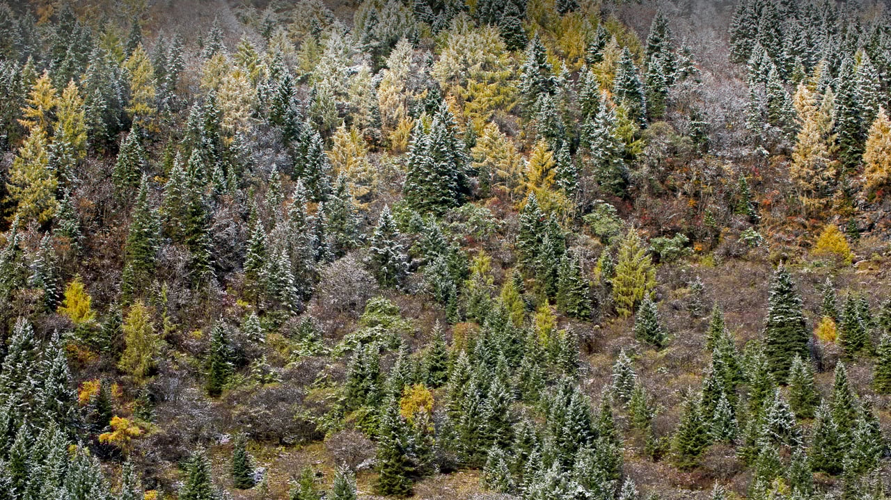 Early morning frost on trees in Mount Siguniang National Park in Sichuan province, China (© Robert Harding World Imagery/Offset by Shutterstock) desktop wallpaper