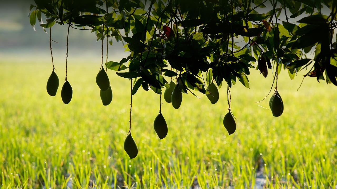 Ripening mangoes on a tree, India (© Tim Gainey/Alamy Stock Photo) desktop wallpaper