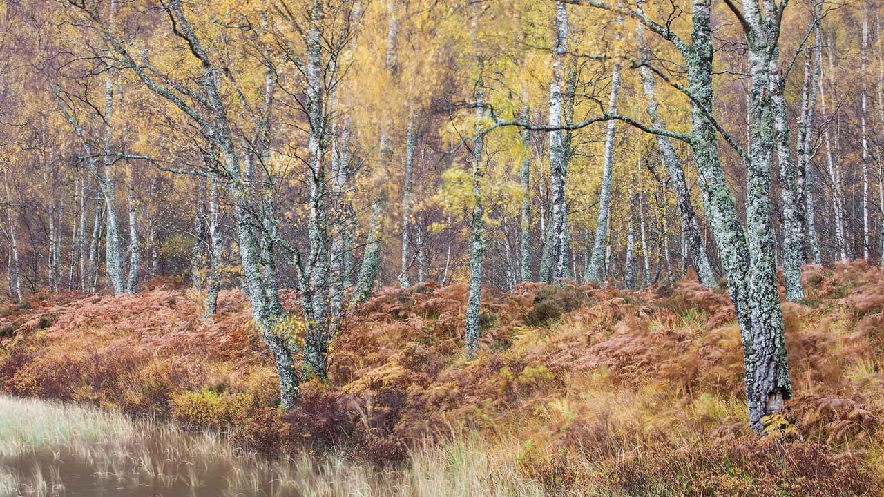 Silver birch (Betula pendula) woodland, Craigellachie National Nature Reserve, Scotland (© Nature Picture Library/Alamy Stock Photo) desktop wallpaper