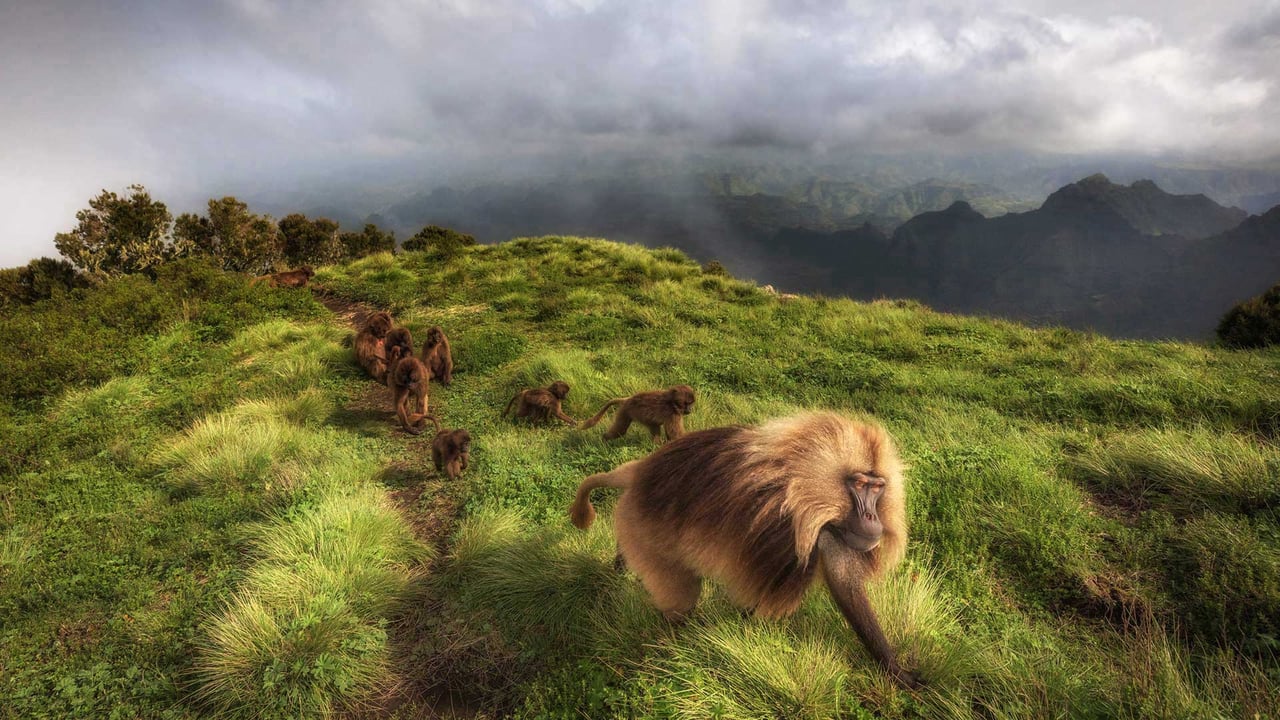 Gelada monkeys in Simien Mountains National Park, northern Ethiopia (© Marco Gaiotti/plainpicture) desktop wallpaper