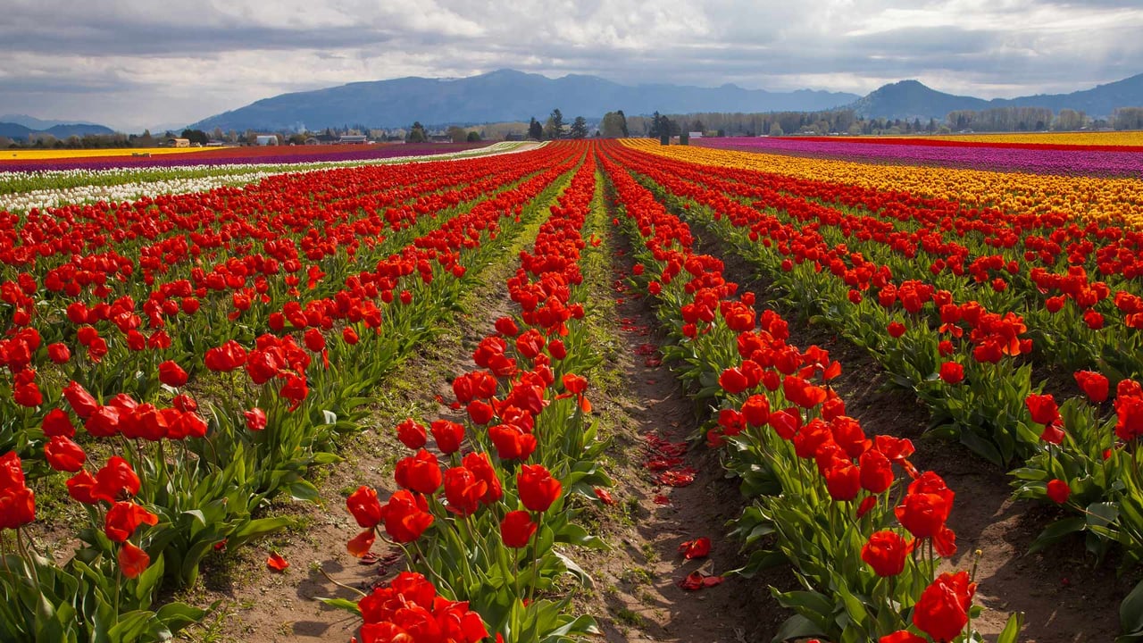 Tulip fields in spring, Skagit Valley, Washington (© Claudia Cooper/Getty Images) desktop wallpaper