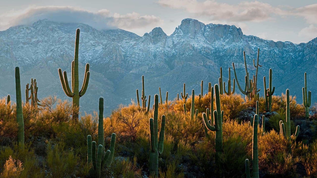 Cactus Sagaro dans le désert de Sonora près de Tucson, Arizona, États-Unis (© Jack Dykinga/Minden Pictures) desktop wallpaper