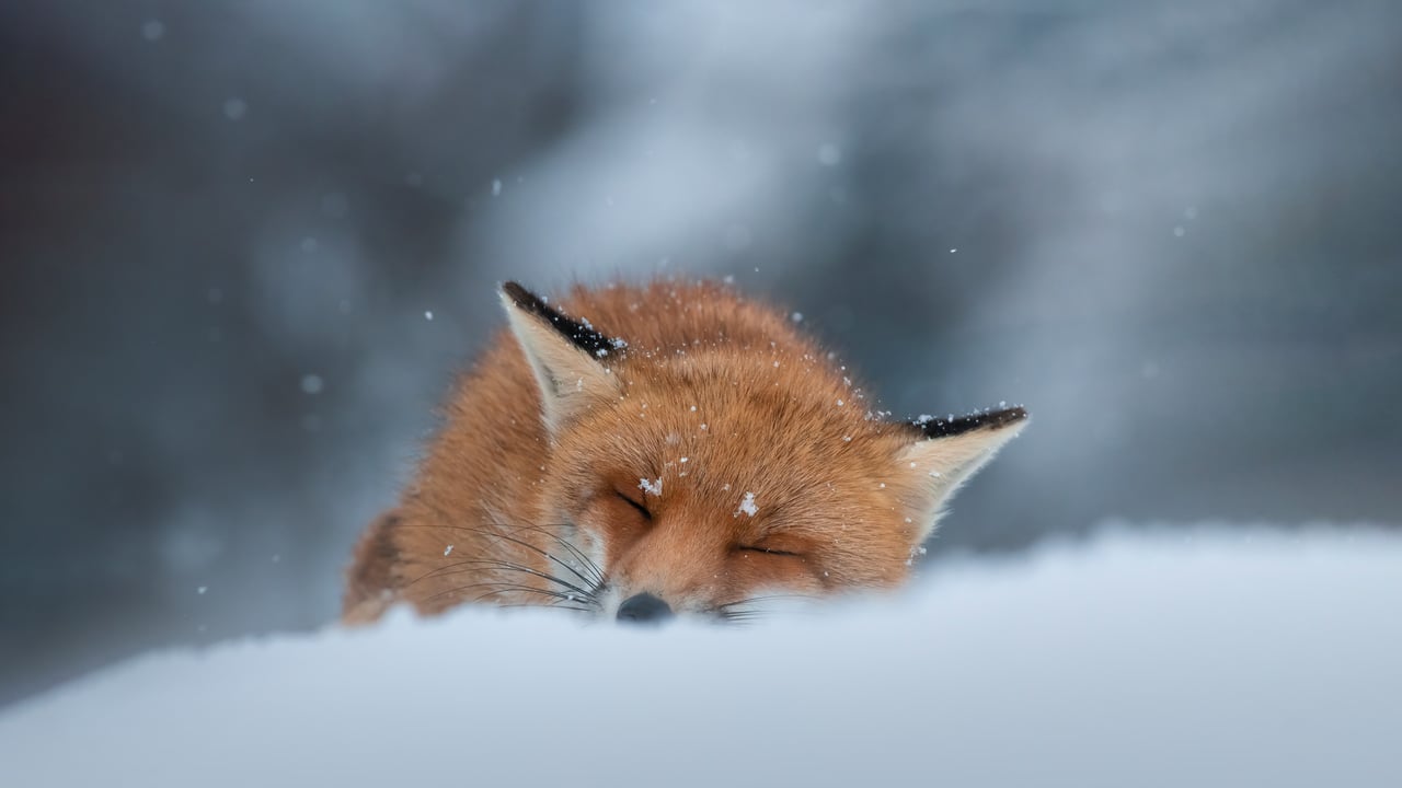 睡在雪地里的赤狐,阿布鲁佐,意大利 (© marco vancini/500px/Getty Images) desktop wallpaper