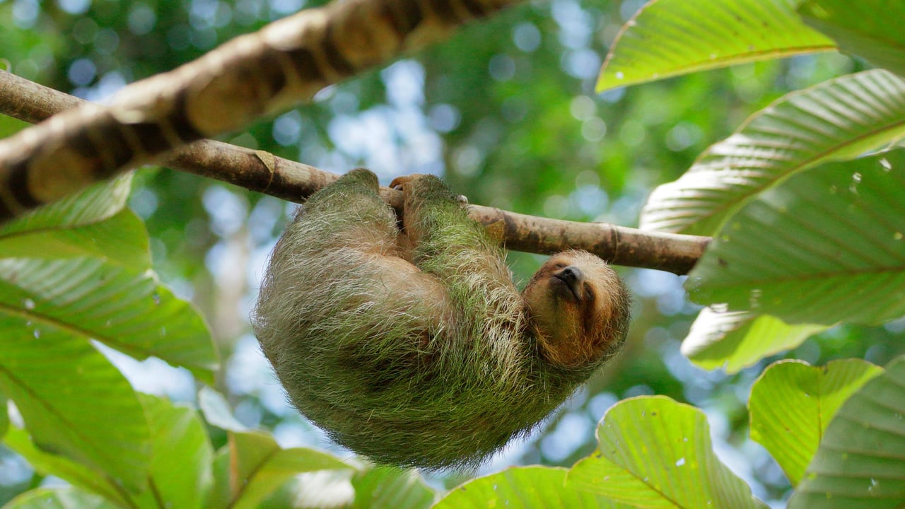 Brown-throated three-toed sloth sleeping in cecropia tree, Costa Rica (© Juan Carlos Vindas/Getty Images) desktop wallpaper