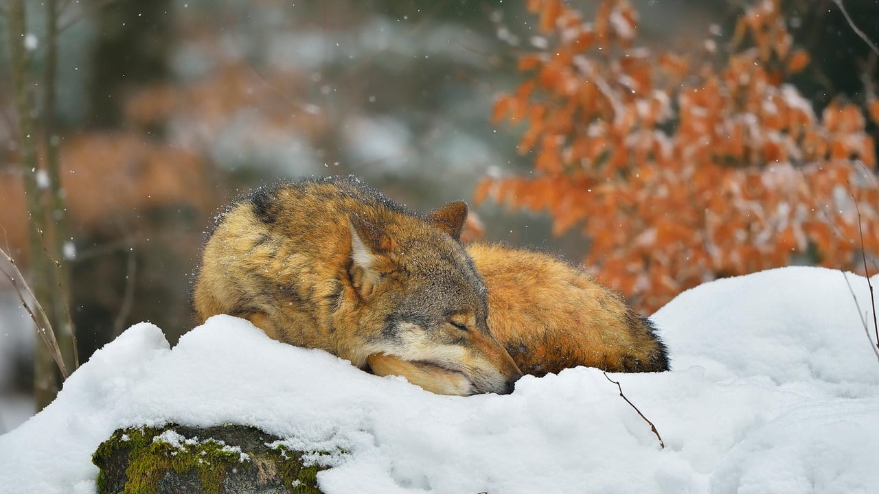 Sleeping wolf in Bavarian Forest National Park, Germany (© Raimund Linke/Getty Images) desktop wallpaper