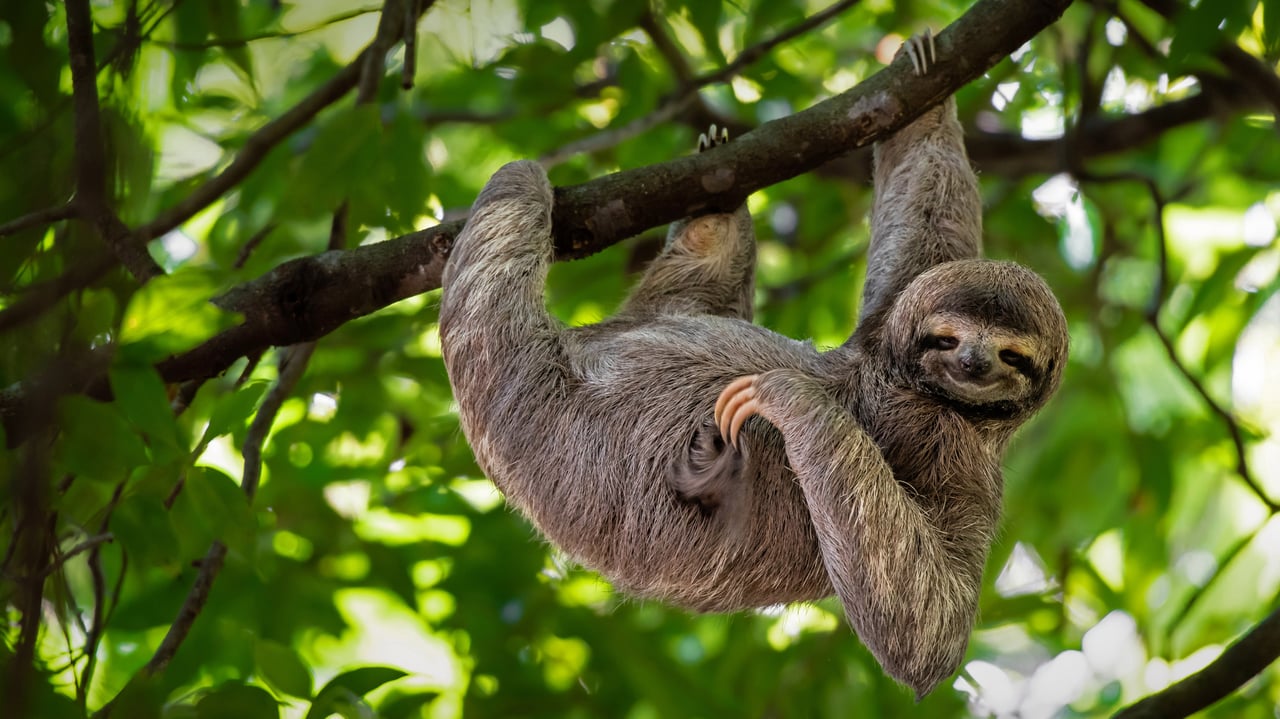Brown-throated three-toed sloth in Manuel Antonio National Park, Costa Rica (© Lukas Kovarik/Shutterstock) desktop wallpaper