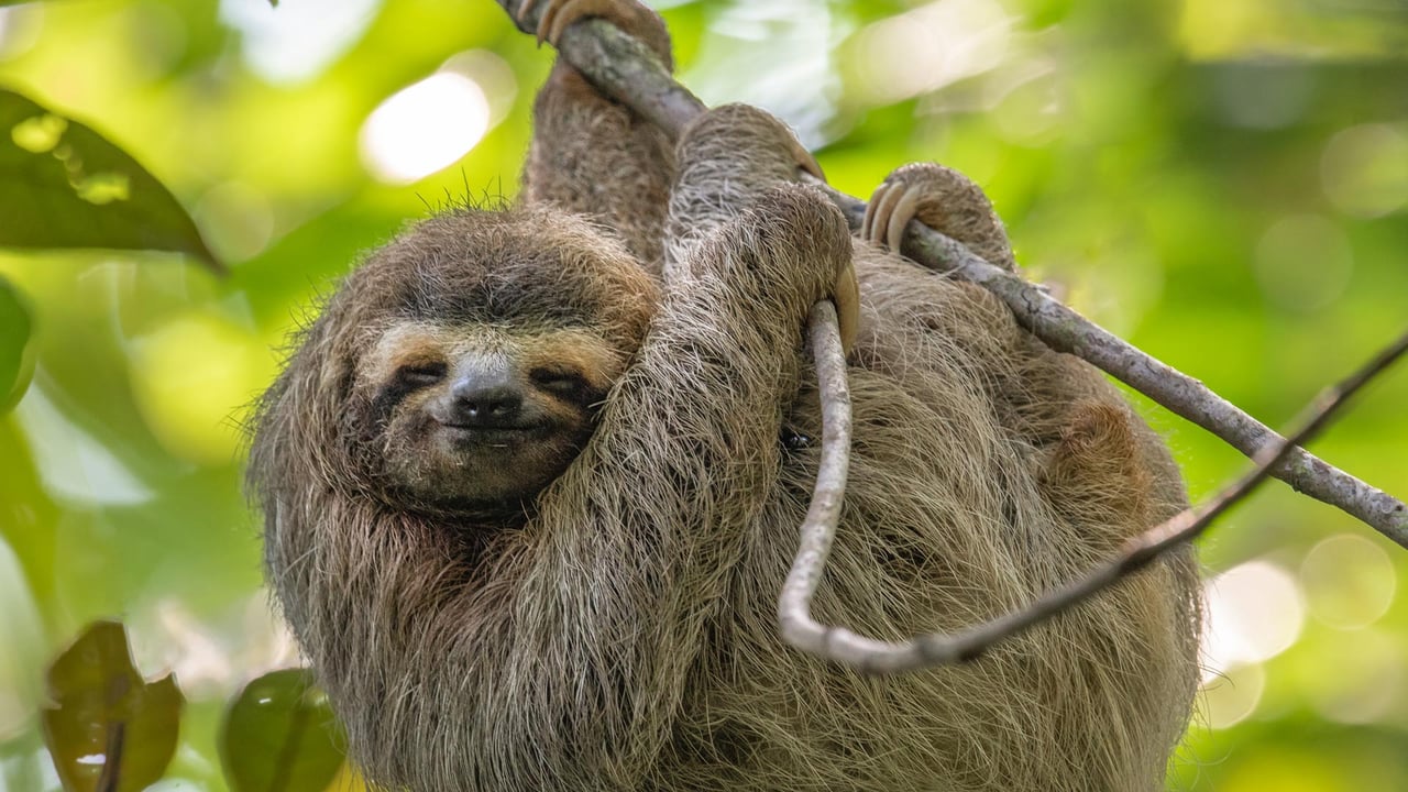Three-toed sloth in Costa Rica (© Harry Collins/Getty Images) desktop wallpaper