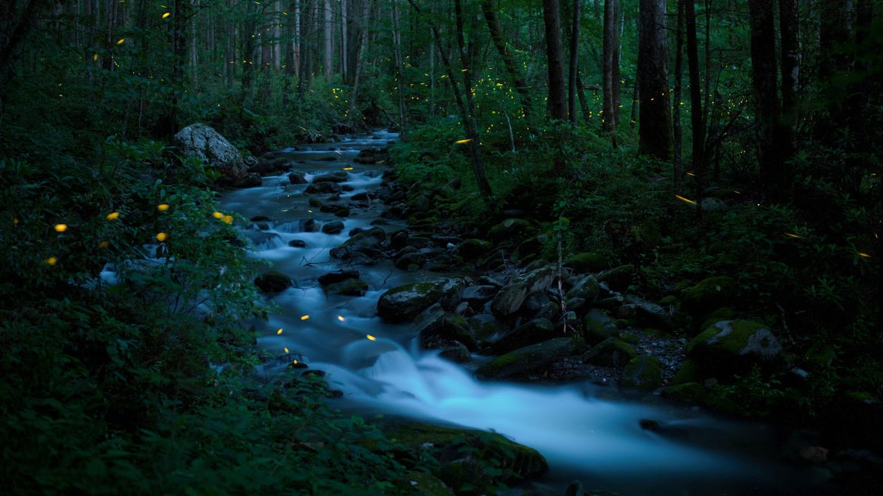 Synchronous fireflies, Great Smoky Mountains National Park, Tennessee (© Floris Van Bruegel/Minden Pictures) desktop wallpaper