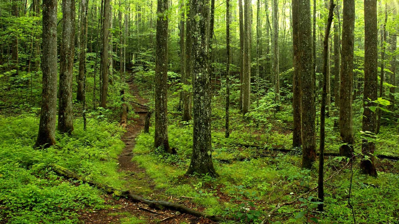 Forest path in Great Smoky Mountains National Park, Tennessee (© putmanphoto/Getty Images) desktop wallpaper