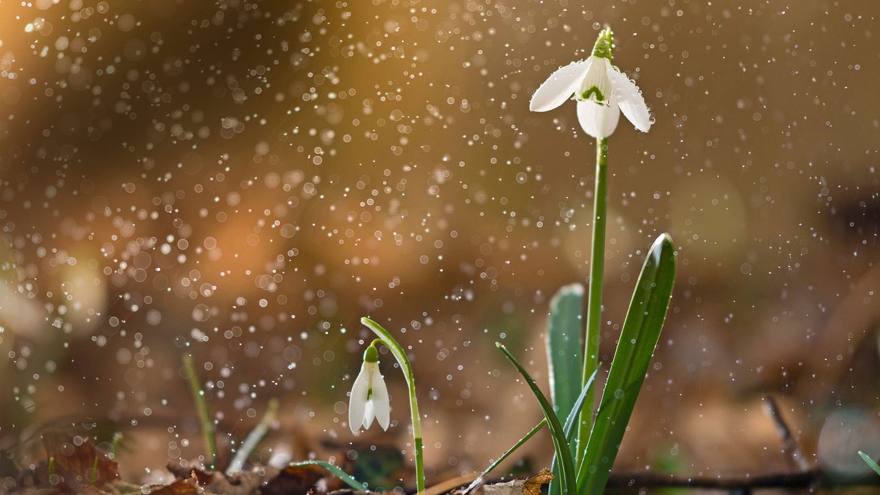 A snowdrop in bloom (© Péter Hegedűs/Getty Images) desktop wallpaper