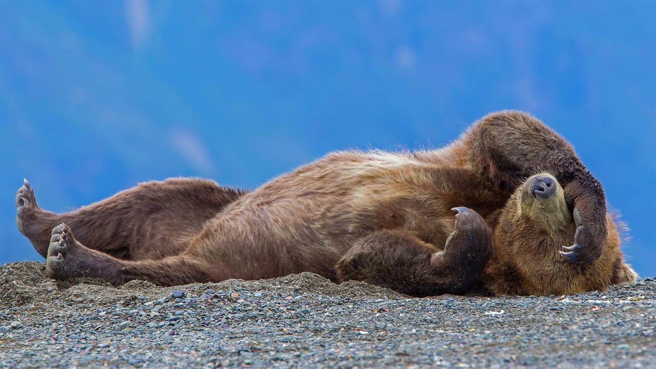 Grizzly bear cub relaxing, Cook Inlet, Chinitna Bay, Lake Clark National Park and Preserve, Alaska (© Erlend Krumsvik/Getty Images) desktop wallpaper