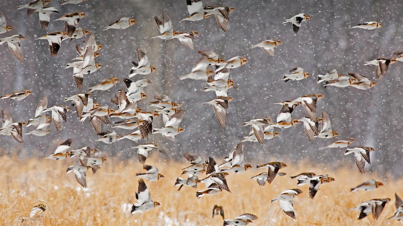 Snow buntings flock during a snowstorm in New York (© Marie Read/Minden Pictures) desktop wallpaper